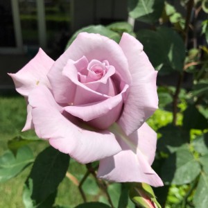 BLUE DIAMOND (hybrid tea)